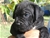 Cucciolo